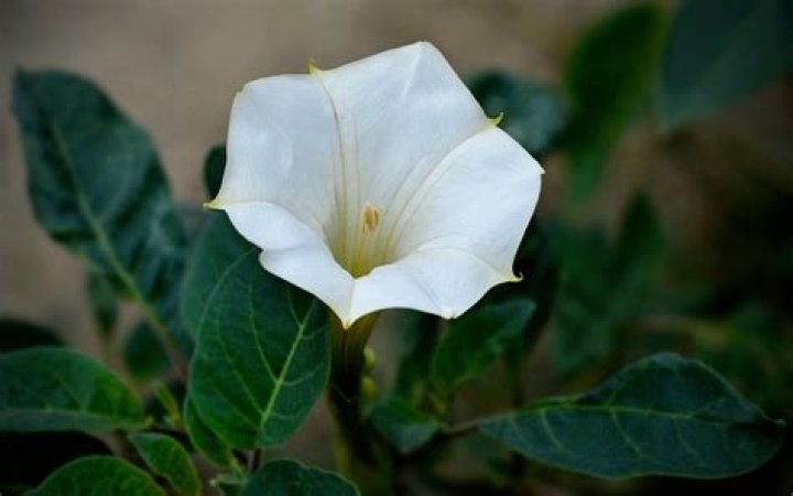 Are moonflowers poisonous