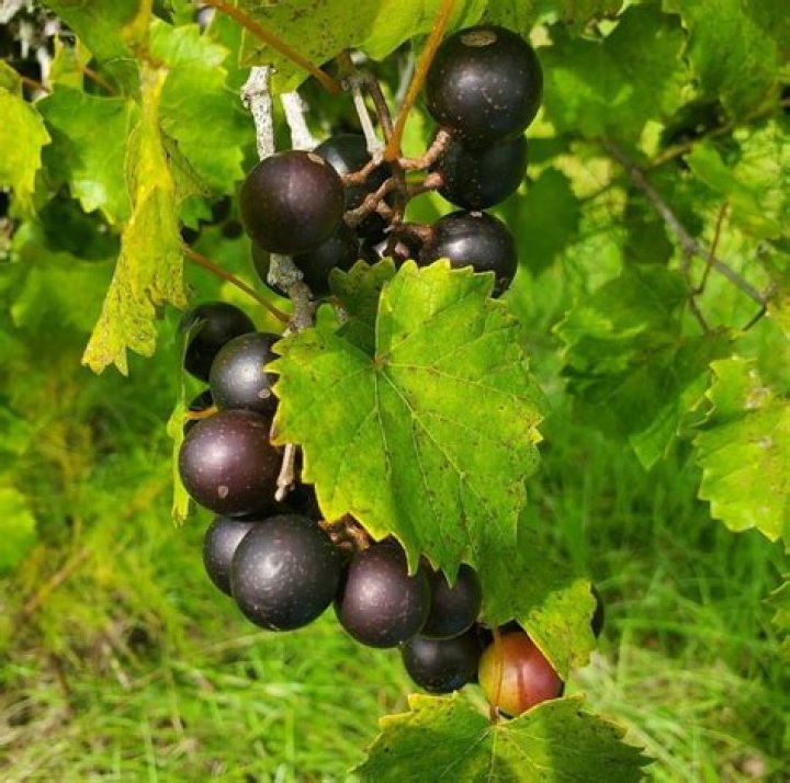 Are muscadine grape leaves edible