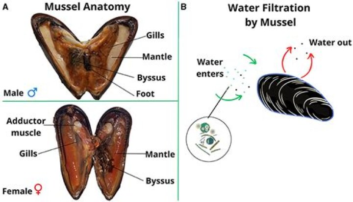 Are open mussels safe to eat