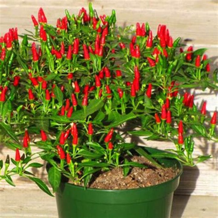 Are ornamental Thai hot peppers edible