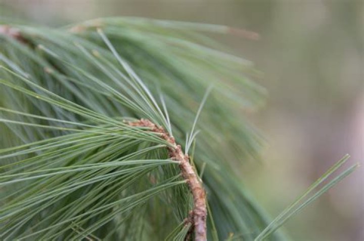 Are pine needles foliage