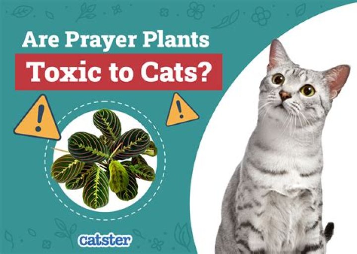Are prayer plants toxic