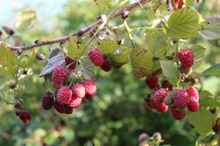 Are raspberries perennial
