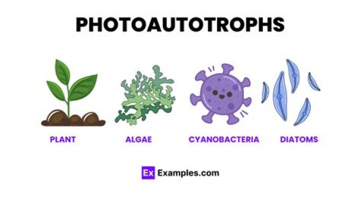 Are red algae Photoautotrophs