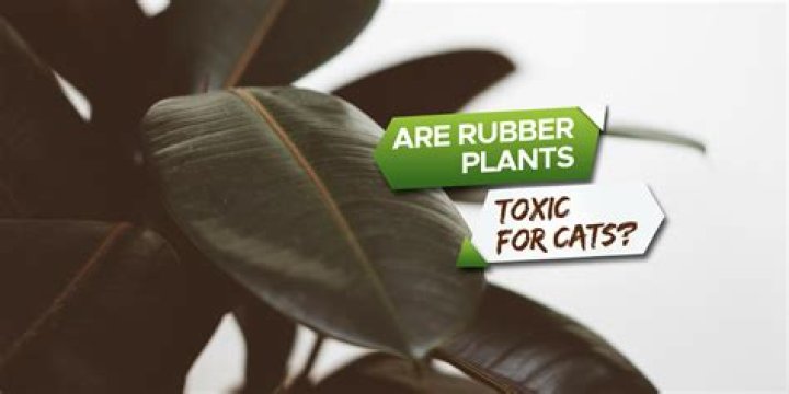 Are rubber plants toxic