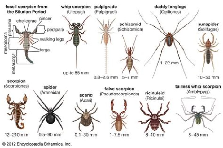 Are scorpions insects