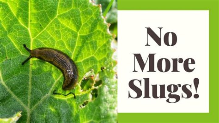 Are slugs bad for your yard
