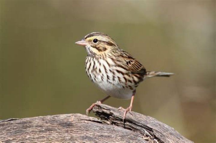 Are sparrows native to the US