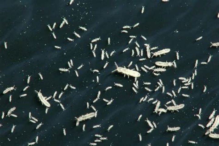 Are springtails mites
