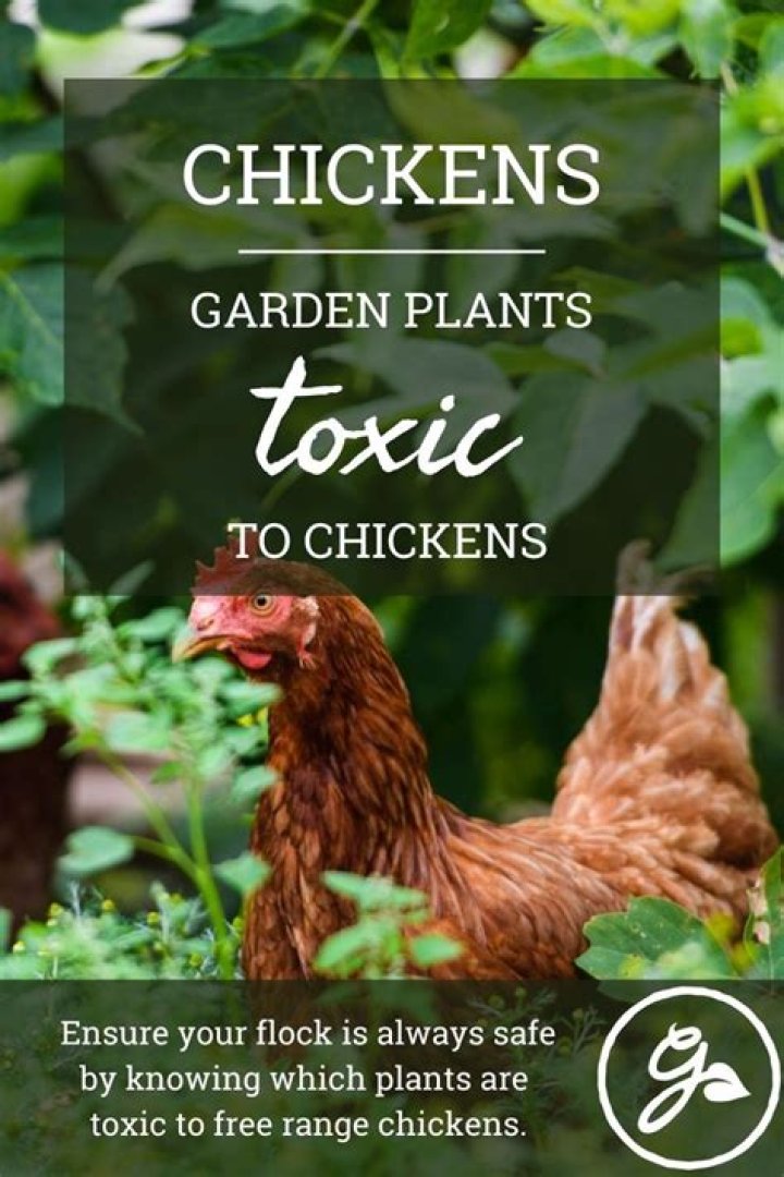 Are strawberry leaves toxic to chickens