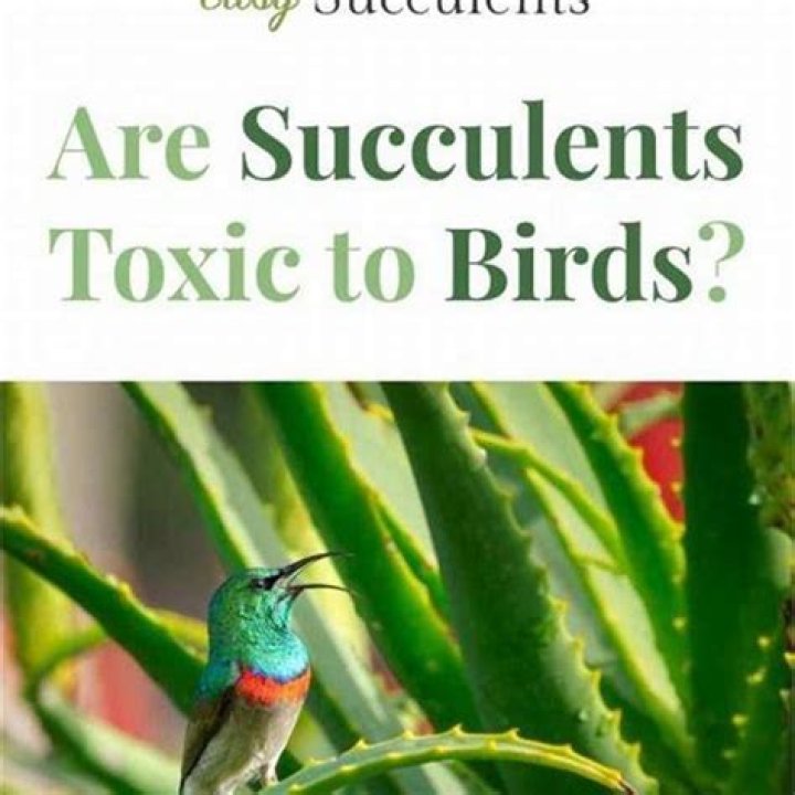 Are Succulents toxic to birds