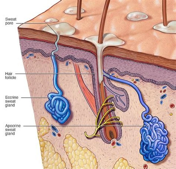 Are sweat glands in the dermis