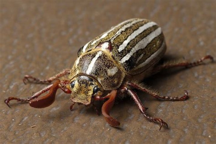 Are ten lined June beetles harmful