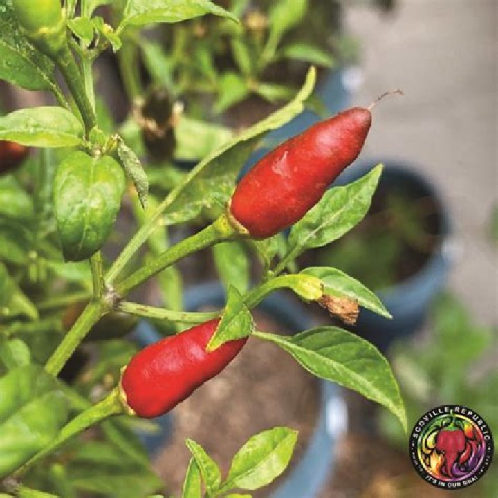 Are Thai Ornamental peppers safe to eat