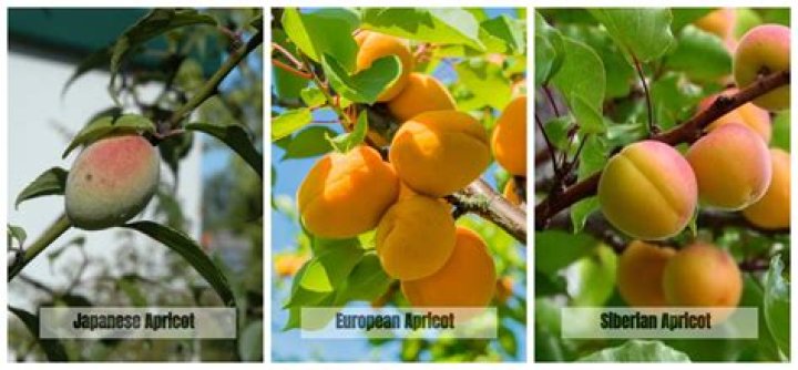Are there different types of apricots