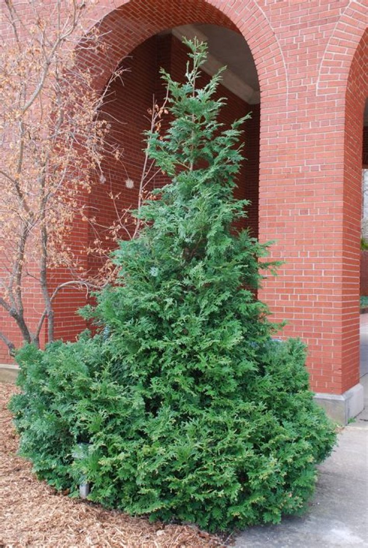 Are there dwarf evergreen trees