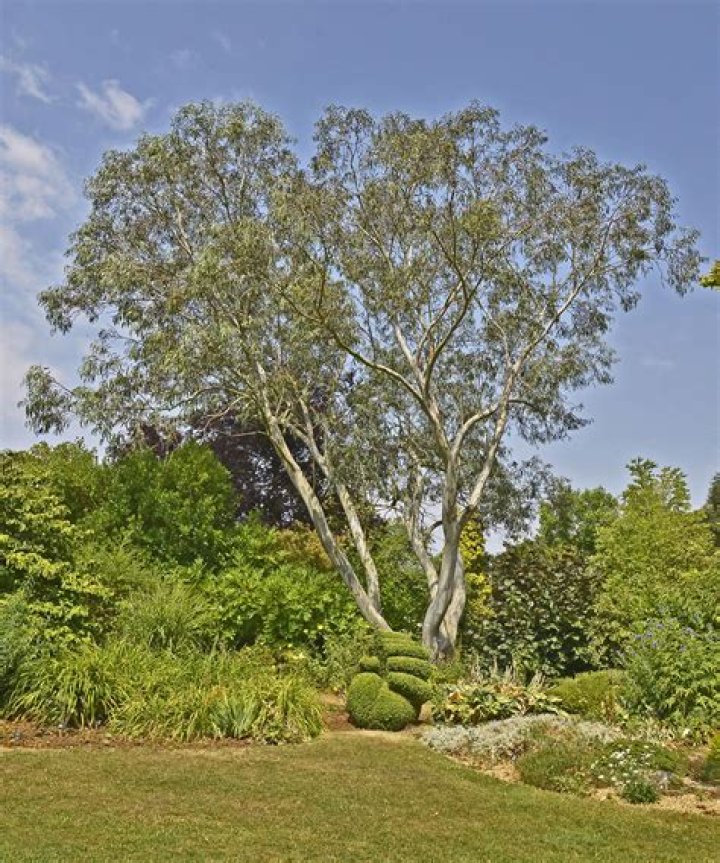 Are there eucalyptus trees in Arizona