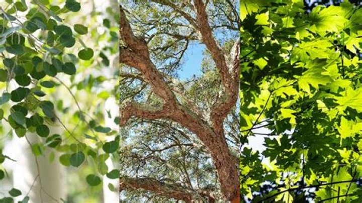 Are there fire resistant trees
