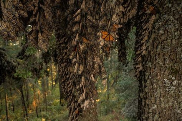 Are there monarch butterflies in Georgia