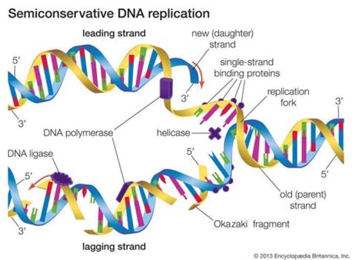 Are threadlike strands of DNA molecules that carry genetic information