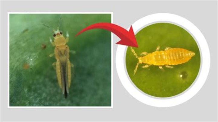 Are thrips soft bodied