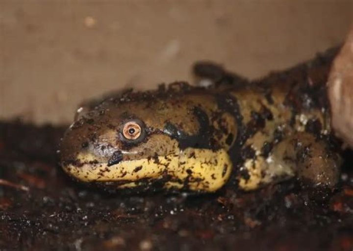Are tiger salamanders omnivores