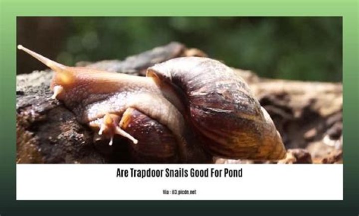 Are trapdoor snails good for pond