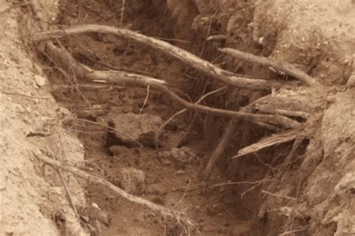 Are trumpet vine roots invasive