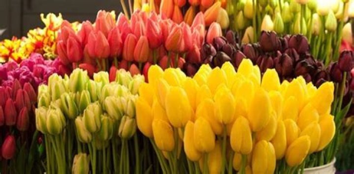 Are tulips edible for humans