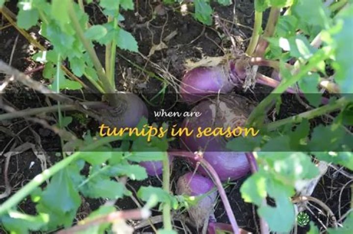 Are turnips in season