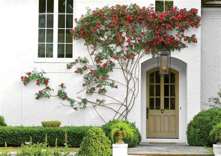 Are vines bad for houses