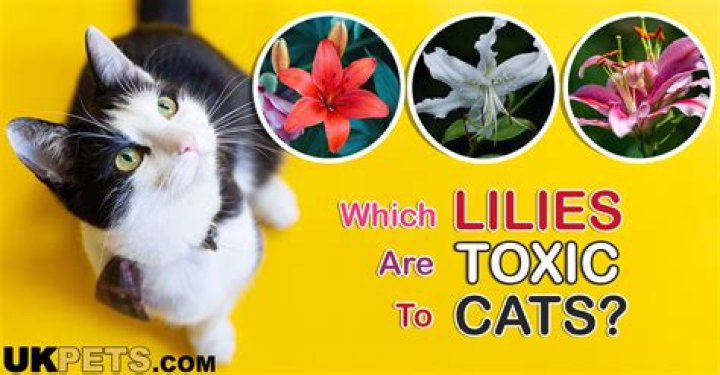 Are white lilies poisonous to cats