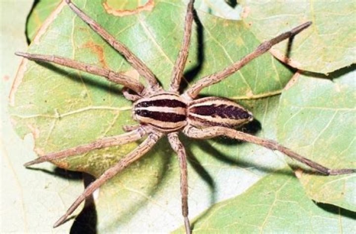 Are wolf spiders common in Texas