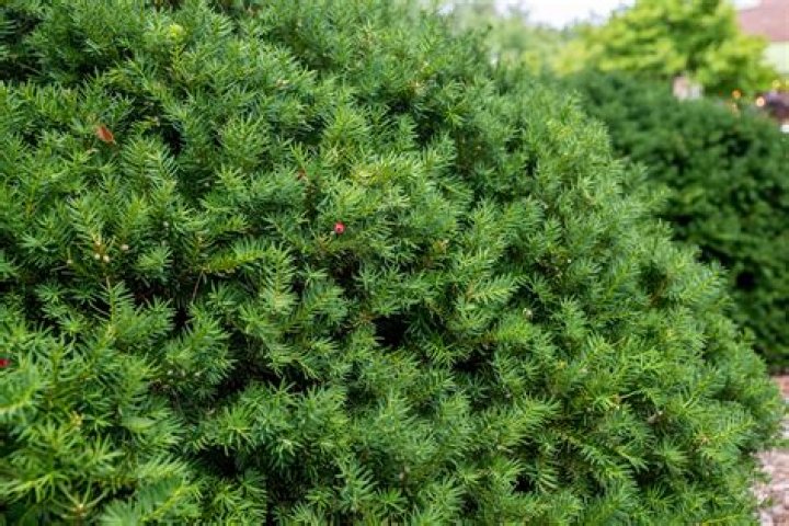 Are yew bushes deer resistant