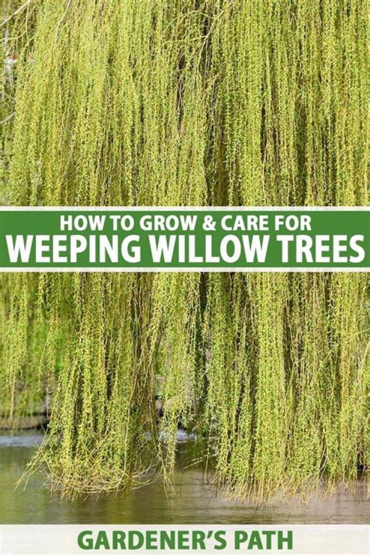 Are you supposed to trim weeping willows