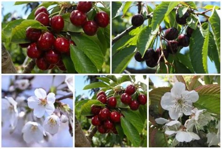 Can a cherry tree grow in Texas