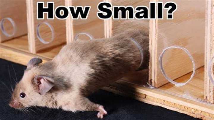 Can a mouse fit through 1/4 inch hole