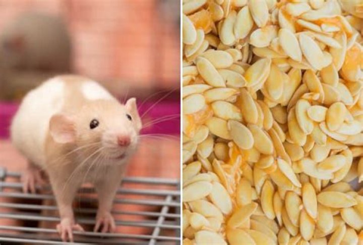 Can a rat eat cantaloupe