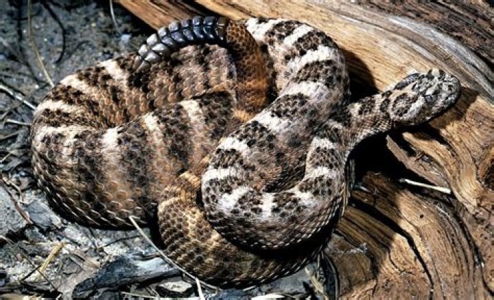 Can a rattlesnake kill you