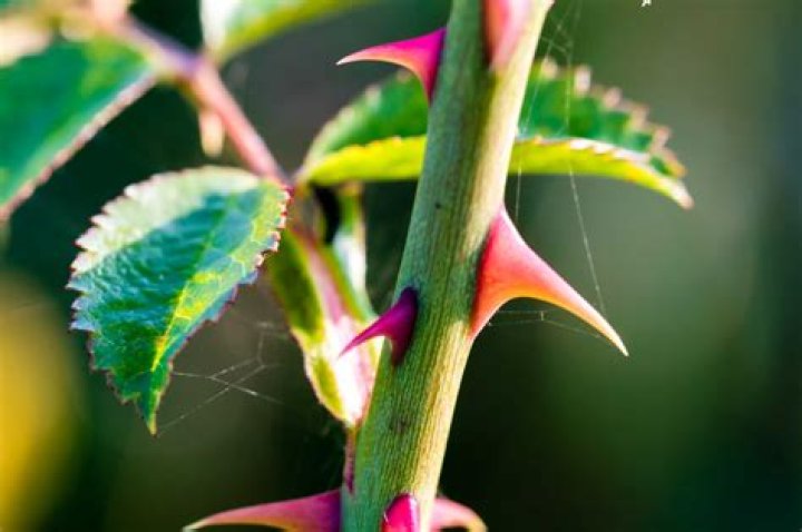 Can a rose thorn be poisonous