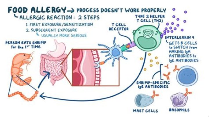Can allergies affect your immune system