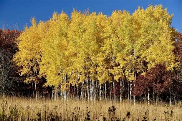 Can aspen trees grow in Ohio