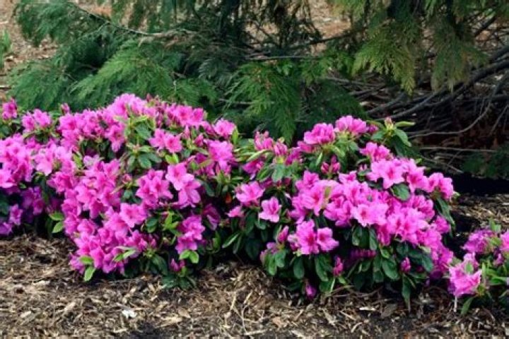 Can azaleas grow in Zone 5