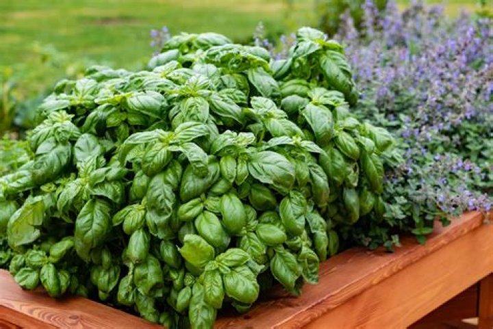 Can basil plants grow outdoors