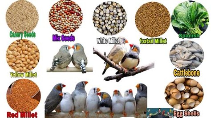 Can birds eat cake