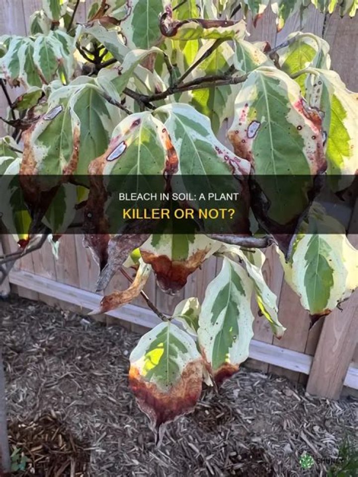 Can bleach damage plants