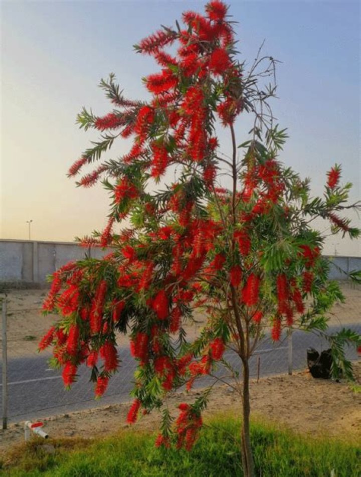 Can bottlebrush trees be transplanted