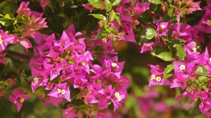 Can Bougainvillea grow in Dallas
