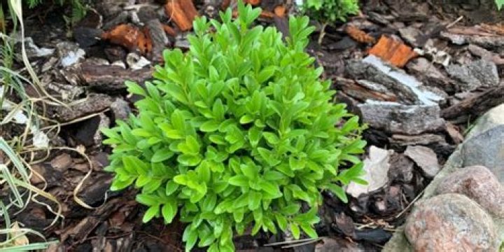 Can boxwoods grow in shade