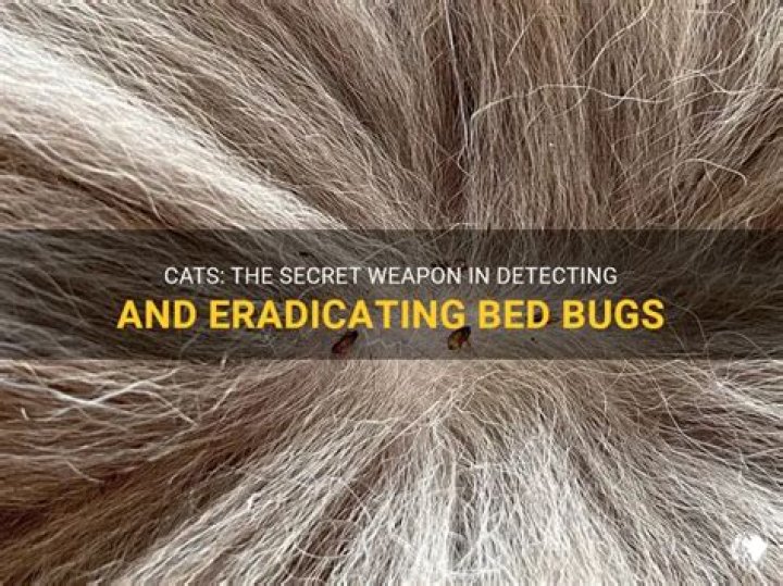 Can cats detect bed bugs